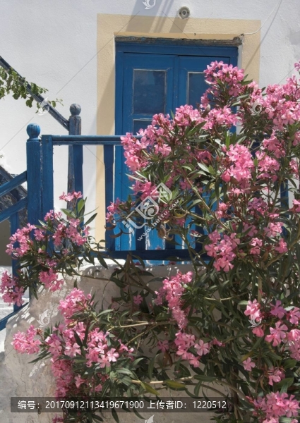 夾竹桃在Antiparos