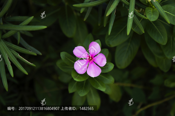 長春花,日日新,金盞草