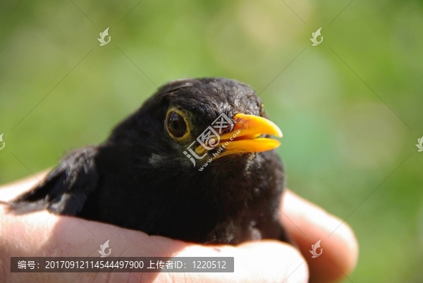 黑鳥(niǎo)在手