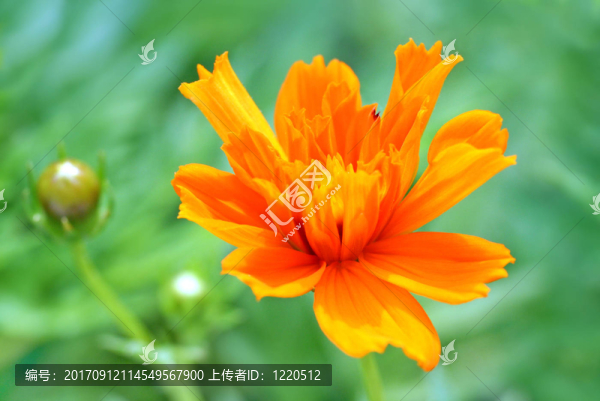 橙色