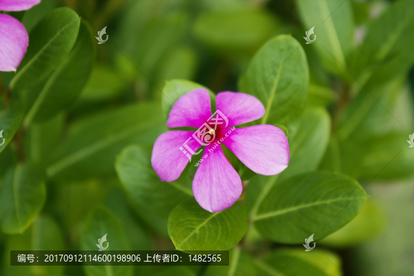 長春花,日日新,金盞草