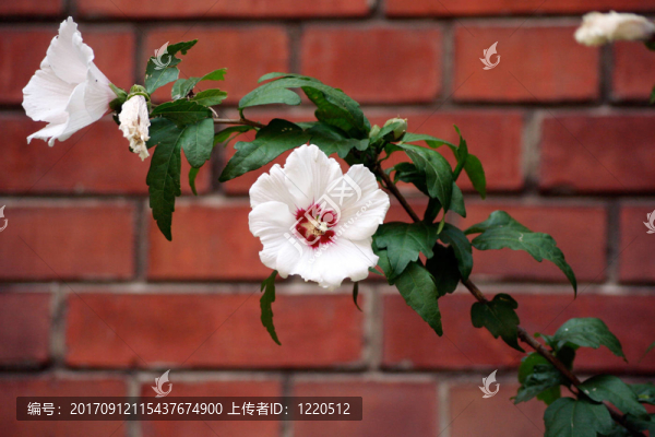 開花