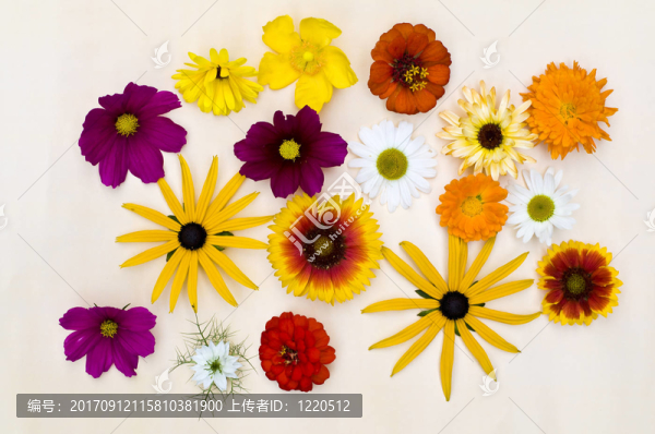 夏花2