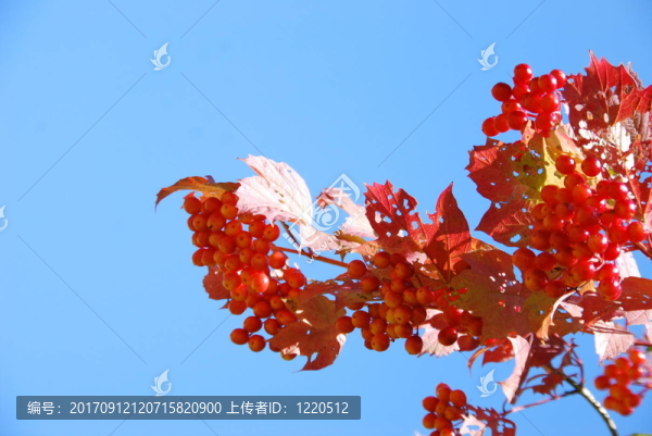 后代