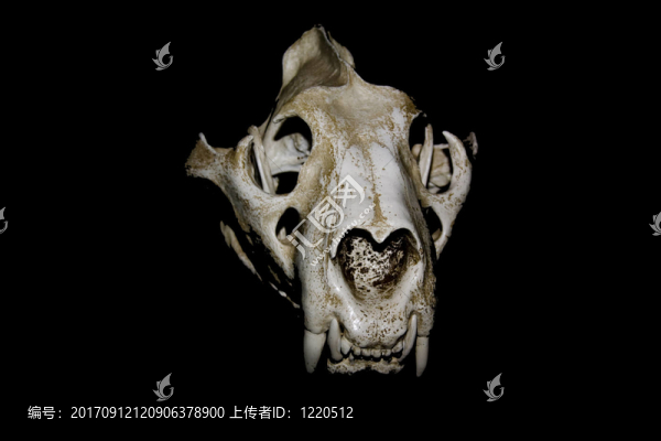 虎頭骨剖析