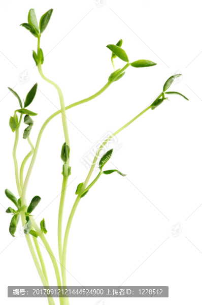 樹(shù)葉