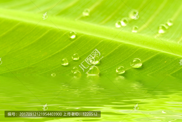 香蕉葉水滴