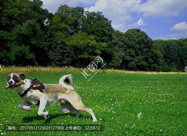 年輕的時候stockchenspielen,laufhundmix