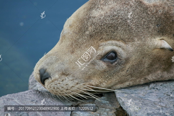 海獅