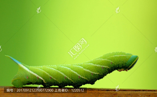 楊樹天蛾
