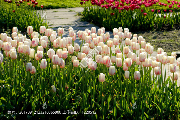 tulpenbeet