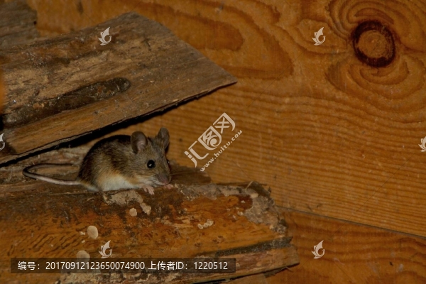 木材
