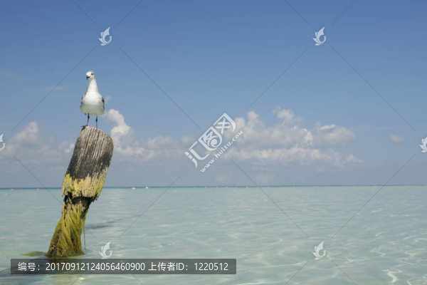 鳥