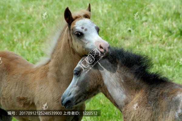 馬