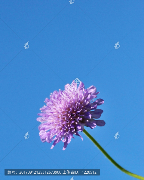 花卉植物II