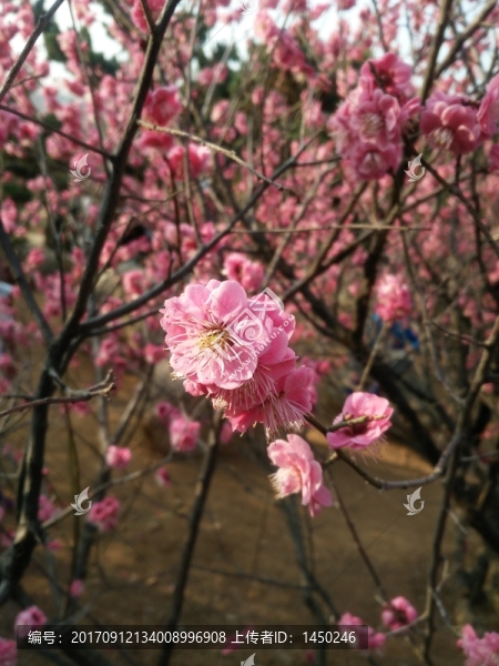 粉色桃花