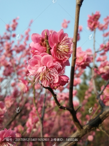 粉色桃花