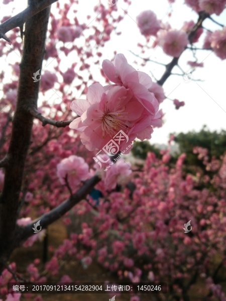 桃花