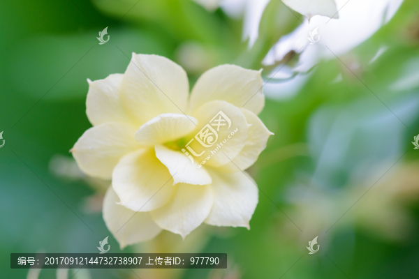 長壽花