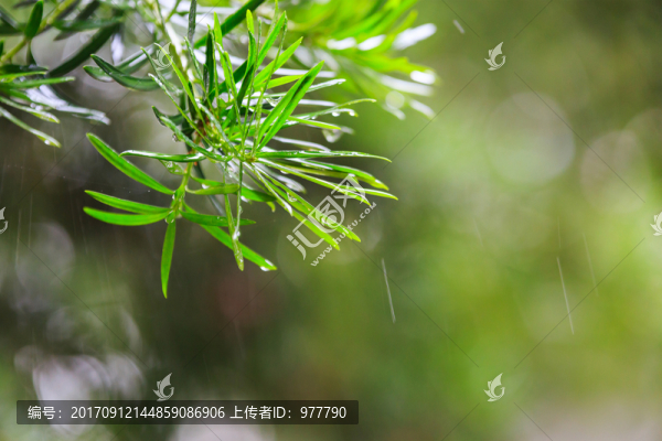 綠色背景