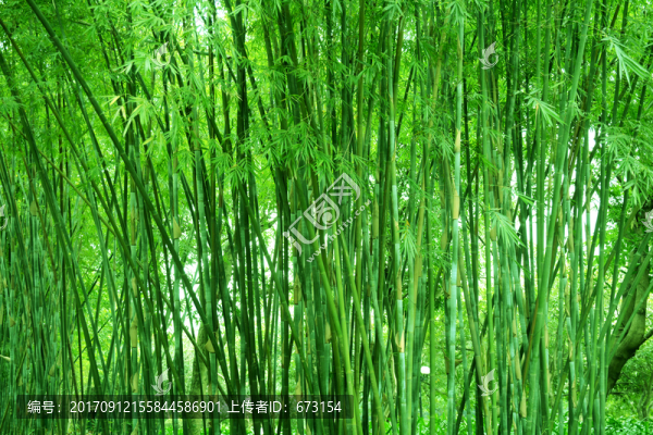 竹林