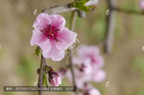 桃花特寫