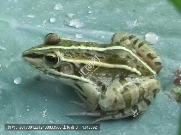 虎紋蛙
