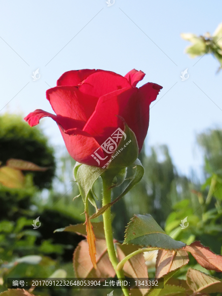 月季花