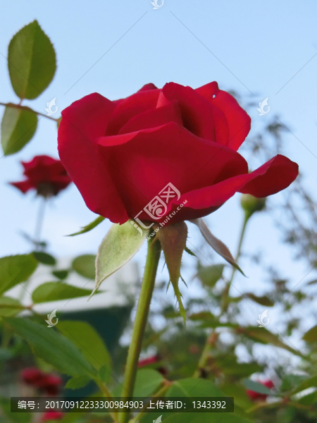 月季花