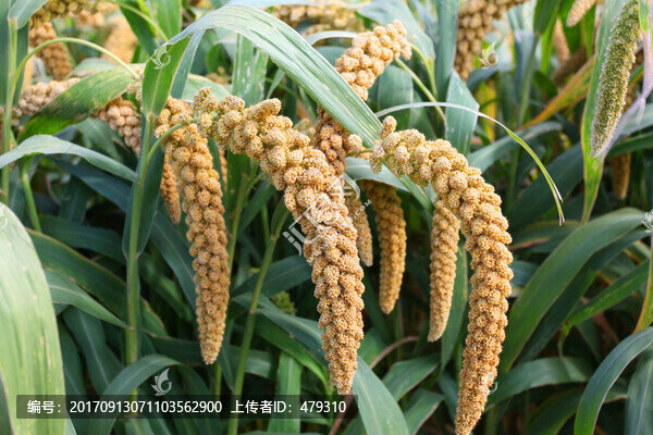 谷子,谷穗,五谷,雜糧,農(nóng)業(yè)