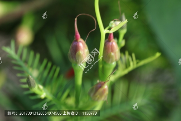微距拍花