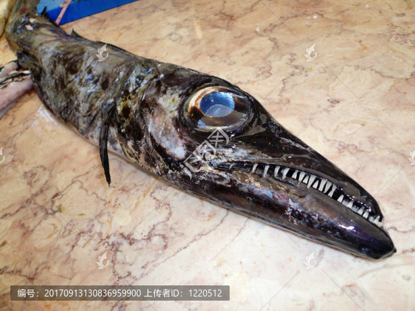 魚