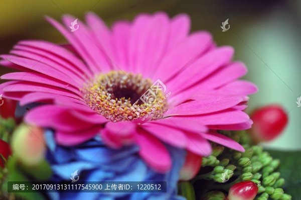 花卉