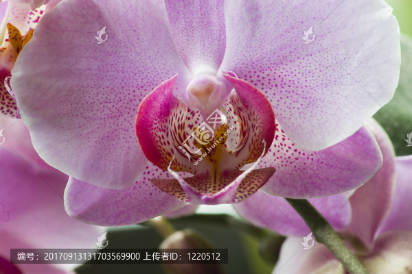 花卉