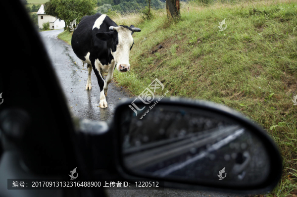 動物