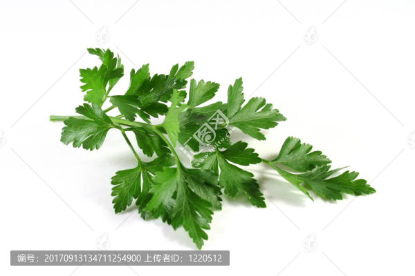川芎