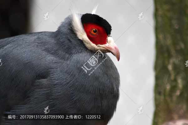 藍(lán)耳方法三