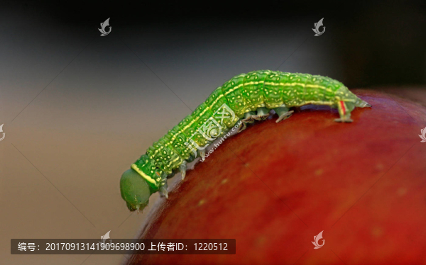 蘋果卡特彼勒