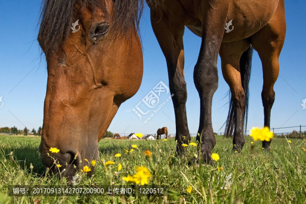 quaterhorse