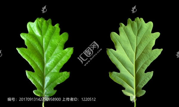 葉