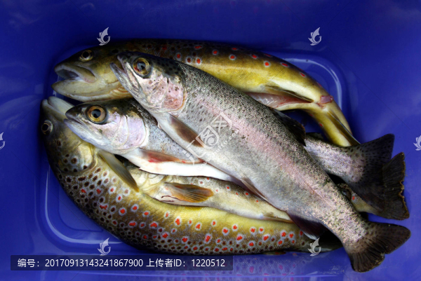 釣魚(yú)