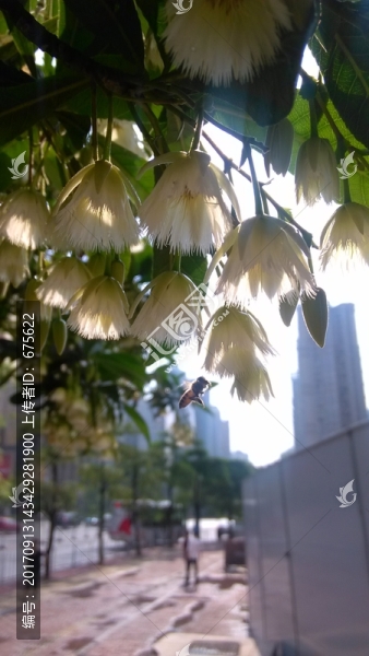 杜英花