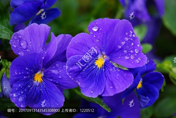 三色堇