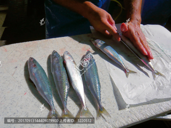 新鮮鯖魚