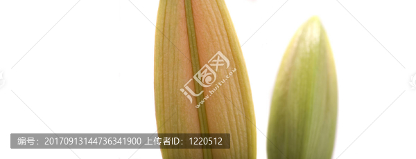 花卉