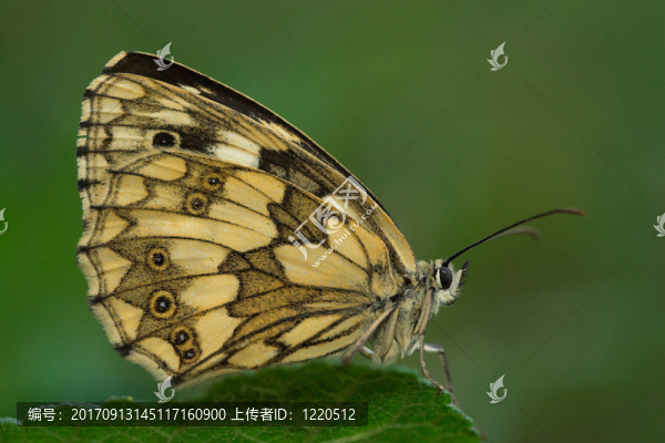 葉
