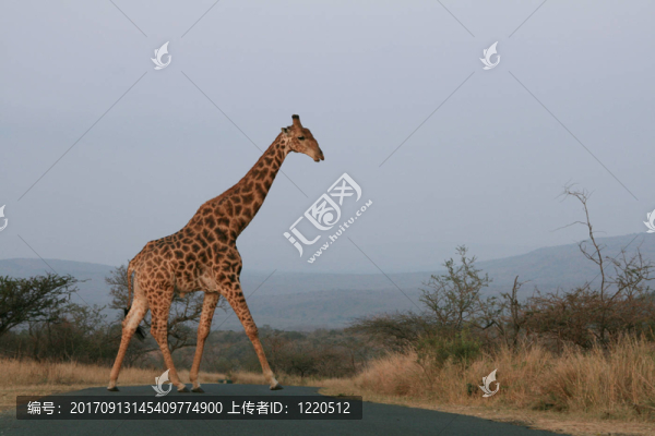 長頸鹿