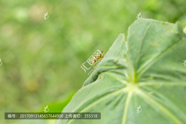 昆蟲(chóng)