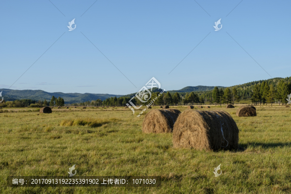 秋季草場(chǎng)