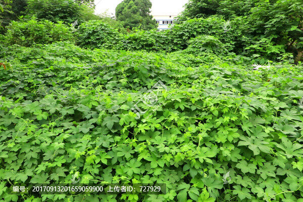 葎草